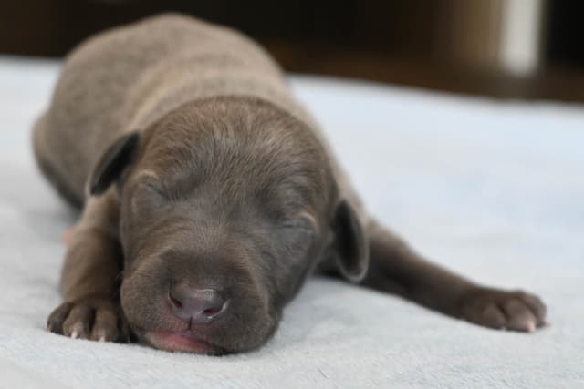 Italian Greyhound Puppies media 5