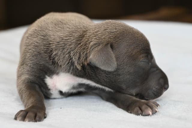 Italian Greyhound Puppies media 6