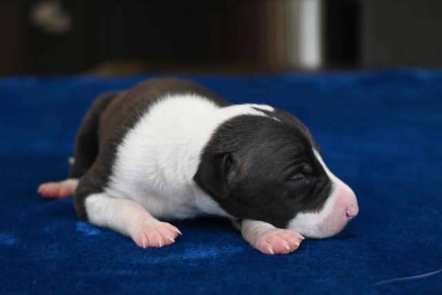 Italian Greyhound Puppies media 8