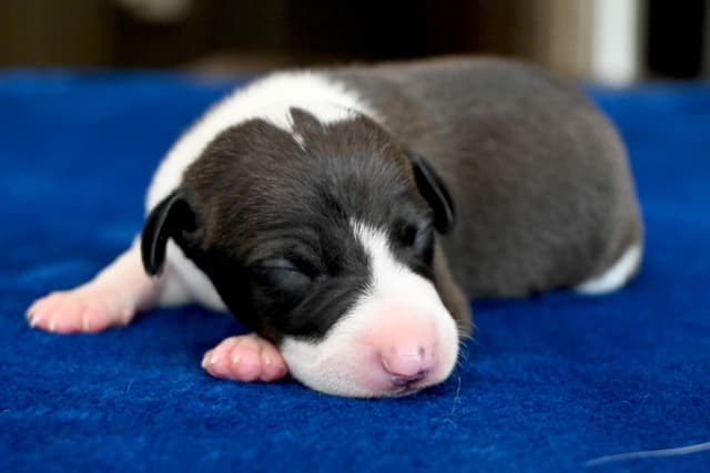 Italian Greyhound Puppies media 7