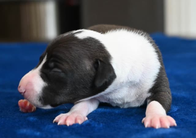 Italian Greyhound Puppies media 9
