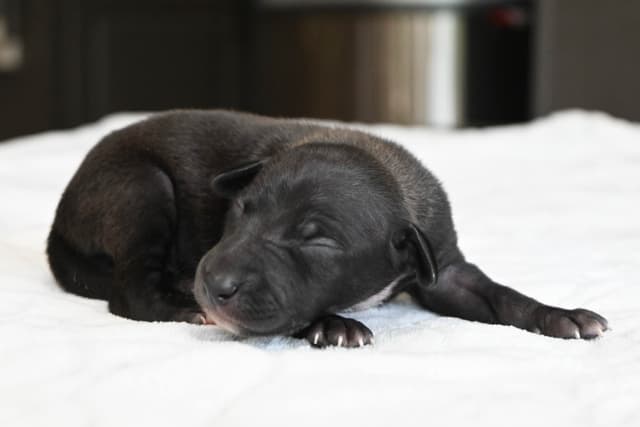 Italian Greyhound Puppies media 10
