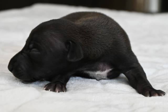 Italian Greyhound Puppies media 11