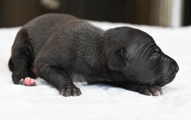 Italian Greyhound Puppies media 12