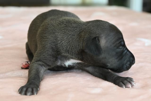Italian Greyhound Puppies media 13