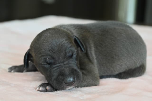 Italian Greyhound Puppies media 14