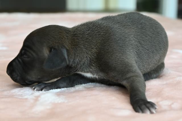 Italian Greyhound Puppies media 15
