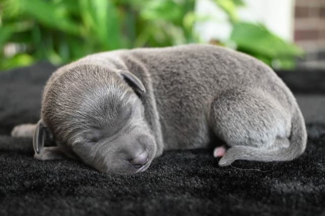 Italian Greyhound Puppies media 16