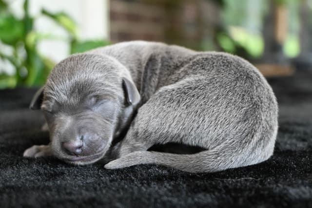 Italian Greyhound Puppies media 17