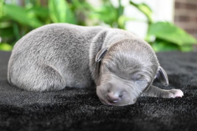 Italian Greyhound Puppies media 18