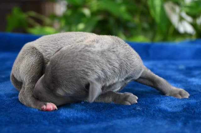 Italian Greyhound Puppies media 19