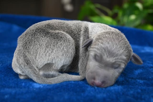 Italian Greyhound Puppies media 21