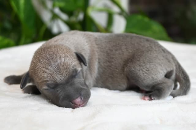 Italian Greyhound Puppies media 22