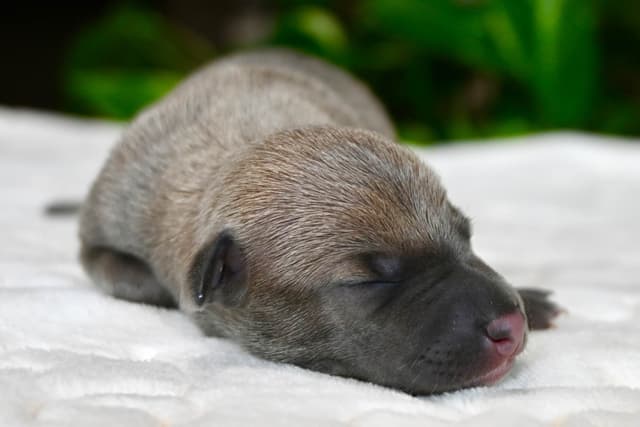 Italian Greyhound Puppies media 23