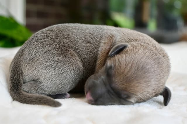 Italian Greyhound Puppies media 24