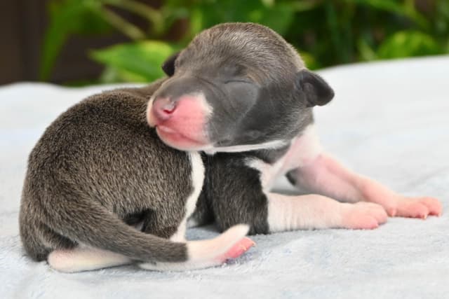 Italian Greyhound Puppies media 25