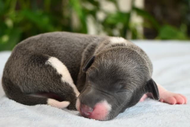 Italian Greyhound Puppies media 26