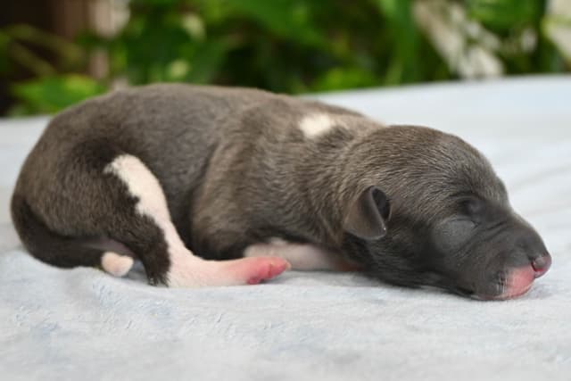 Italian Greyhound Puppies media 27