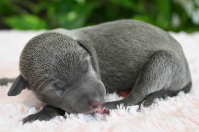 Italian Greyhound Puppies media 28