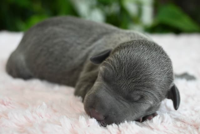 Italian Greyhound Puppies media 29