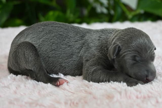 Italian Greyhound Puppies media 30