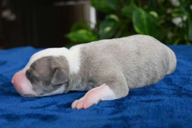 Whippet Puppies media 2