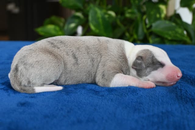 Whippet Puppies media 3