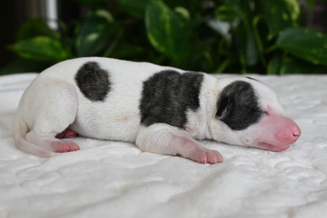 Whippet Puppies media 4