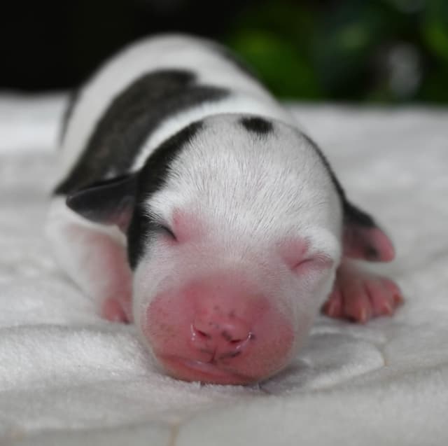 Whippet Puppies media 5