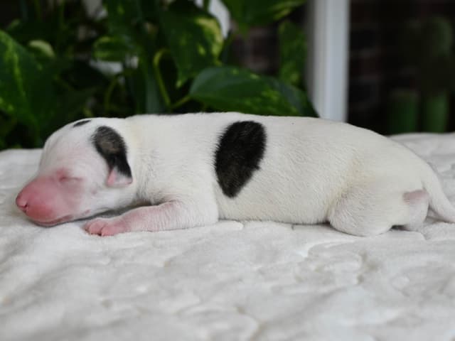 Whippet Puppies media 6