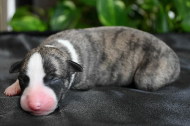 Whippet Puppies media 7