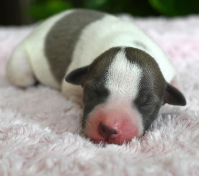 Whippet Puppies media 10