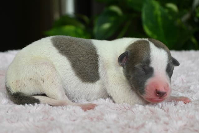 Whippet Puppies media 11