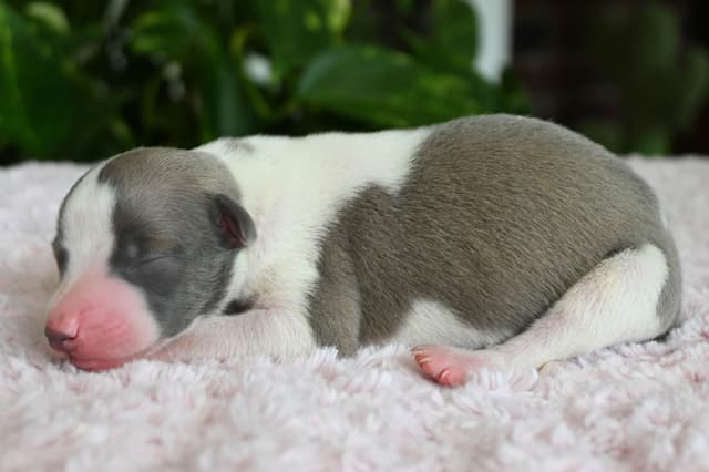 Whippet Puppies media 12