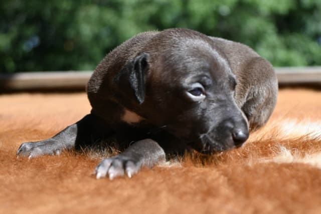 Italian Greyhound Puppies media 16