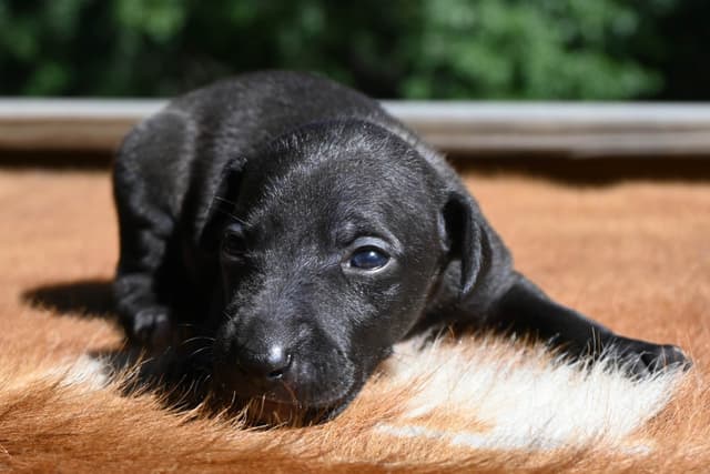 Italian Greyhound Puppies media 17