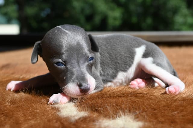 Italian Greyhound Puppies media 18