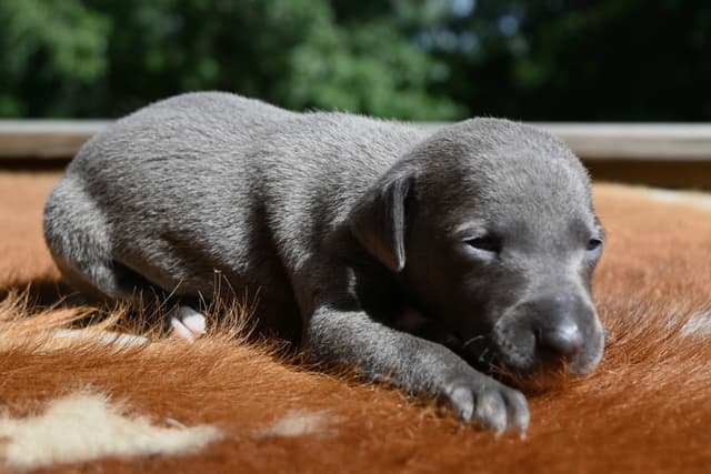 Italian Greyhound Puppies media 19