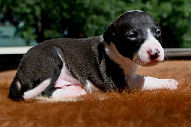 Italian Greyhound Puppies media 20