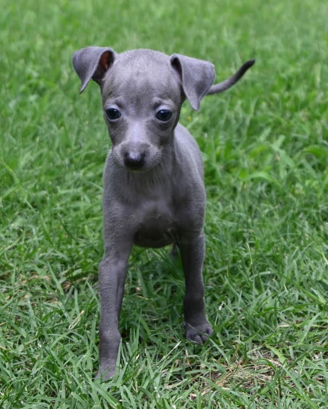 Italian Greyhound Puppies media 2