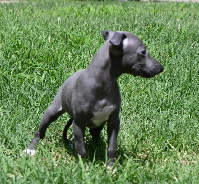 Italian Greyhound Puppies media 3