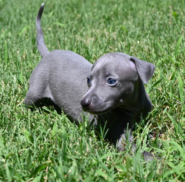 Italian Greyhound Puppies media 4