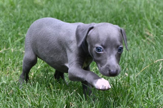 Italian Greyhound Puppies media 5