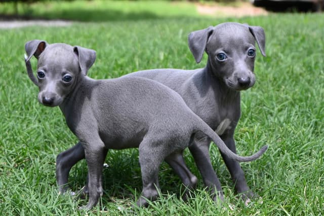 Italian Greyhound Puppies media 7