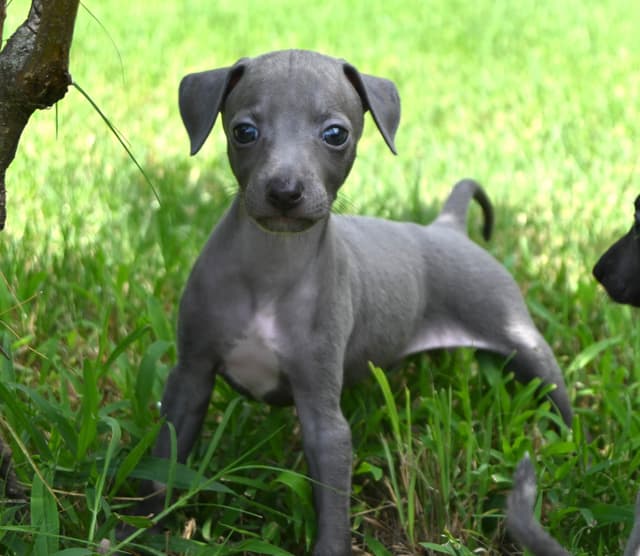 Italian Greyhound Puppies media 8
