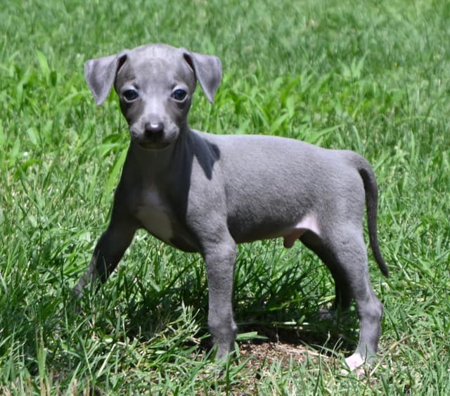 Italian Greyhound Puppies media 9
