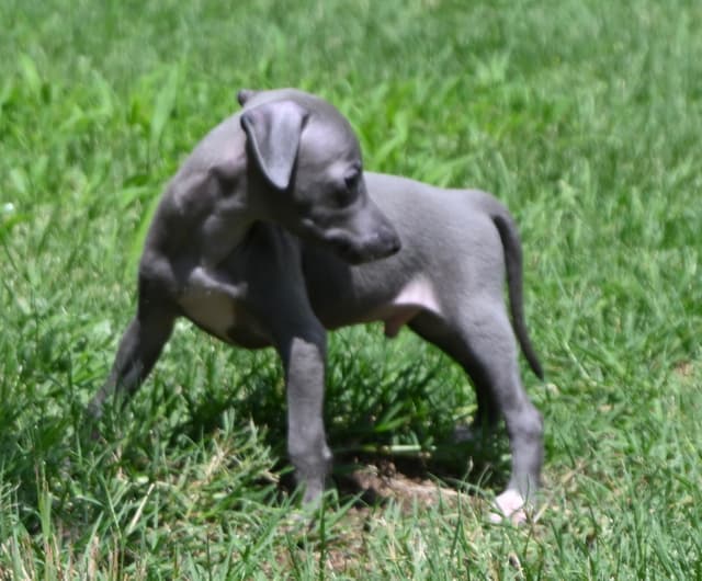 Italian Greyhound Puppies media 10