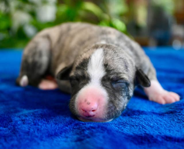 Whippet Puppies media 2