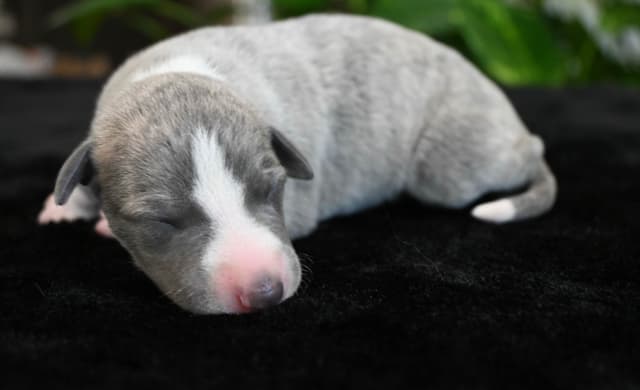 Whippet Puppies media 3