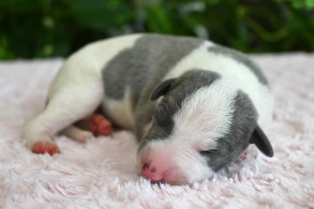 Whippet Puppies media 4